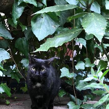 猫バカの投稿画像一覧 Greensnap グリーンスナップ 猫バカの投稿画像一覧 Greensnap グリーンスナップ