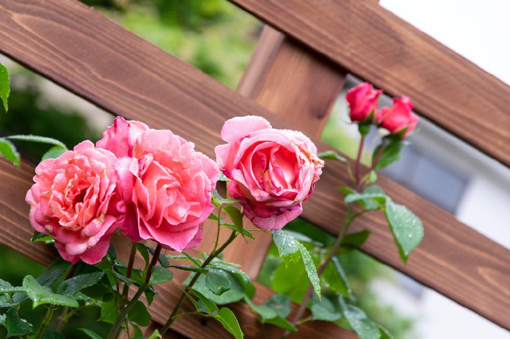 バラのアーチの投稿画像 By Emuzupapaさん バラ剪定誘引とばら バラ 薔薇とオープンガーデンとつるバラとギャザリングとガーデニングと花のある 暮らしとボーダーガーデンとバラを楽しむ 18月8月8日 Greensnap グリーンスナップ