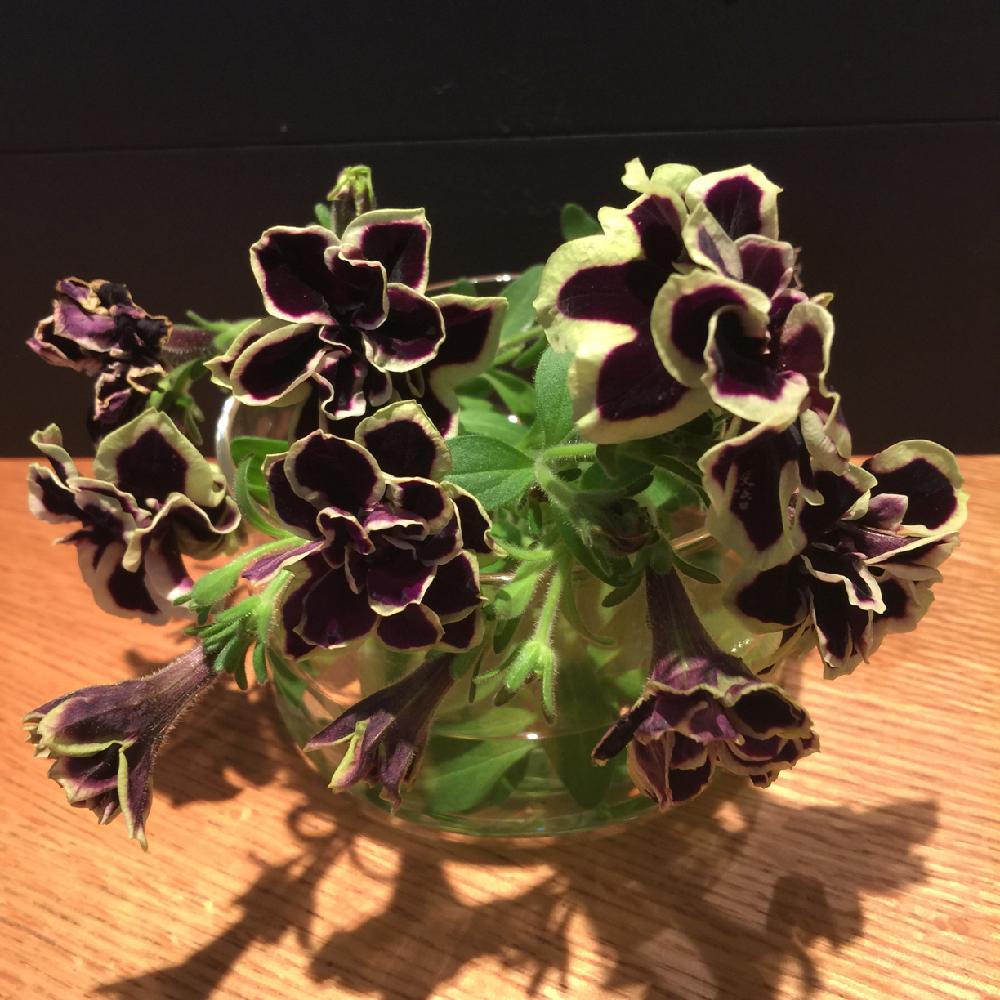 ペチュニア 花衣 黒真珠の投稿画像 By ましりゅさん 咲いた 18月8月8日 Greensnap グリーンスナップ ペチュニア 花衣 黒真珠の投稿画像 By ましりゅさん 咲いた 18月8月8日 Greensnap グリーンスナップ