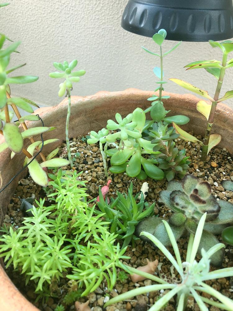 乙女心の投稿画像 By シントーさん 三時草 照波 と月下美人と美空鉾 みそらのほこ と月兎耳 ツキトジ とセダムと多肉植物と寄せ植えとタニラーと多肉丼と花のある暮らしと多肉寄せ植えとバルコニスト 18月8月8日 Greensnap グリーンスナップ