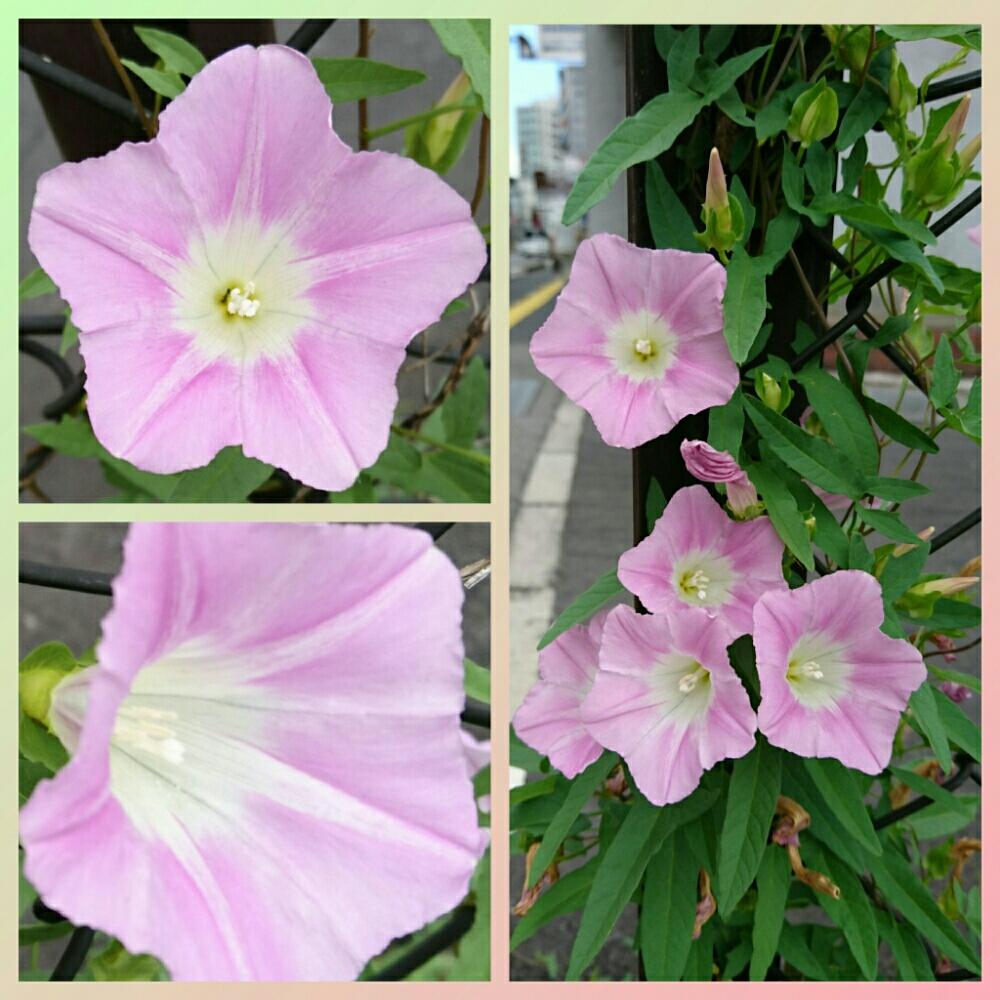 ヒルガオの投稿画像 By Silviaさん 商店街通りとgs日和とピンクと花のある暮らしと昼顔 18月8月8日 Greensnap グリーンスナップ