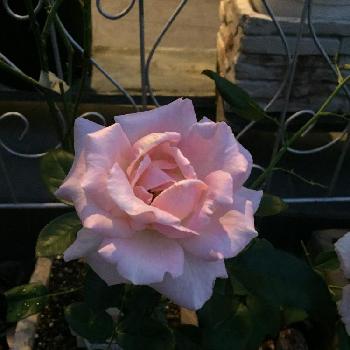 薔薇 エルの投稿画像一覧 Greensnap グリーンスナップ 薔薇 エルの投稿画像一覧 Greensnap グリーンスナップ