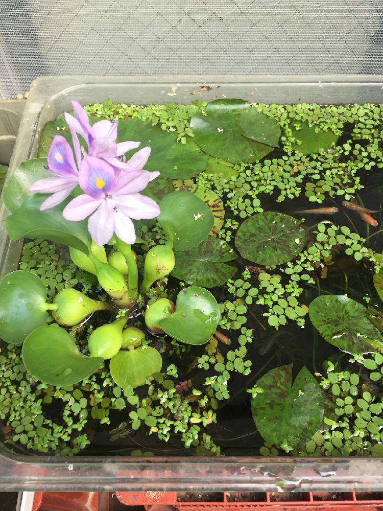 ホテイ草の投稿画像 By しゅんたくさん 18月8月9日 Greensnap グリーンスナップ ホテイ草の投稿画像 By しゅんたくさん 18月8月9日 Greensnap グリーンスナップ