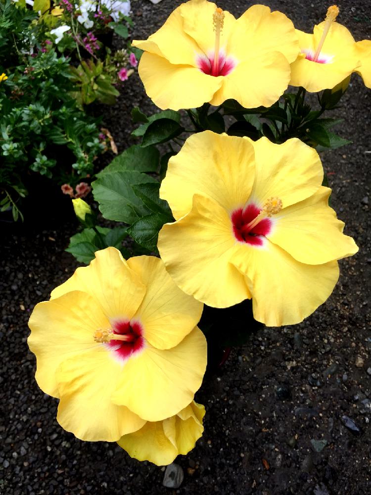 ハイビスカス アドニスイエローの投稿画像 By かずさん ハイビスカスとバルコニー ベランダとハイビスカス と雨に輝くと ハイビスカス と可愛いと夏だね と花のある暮らしとハイビスカス と雨に輝くと ハイビスカスと可愛いと夏だね と花のある暮らし 18月8月9日