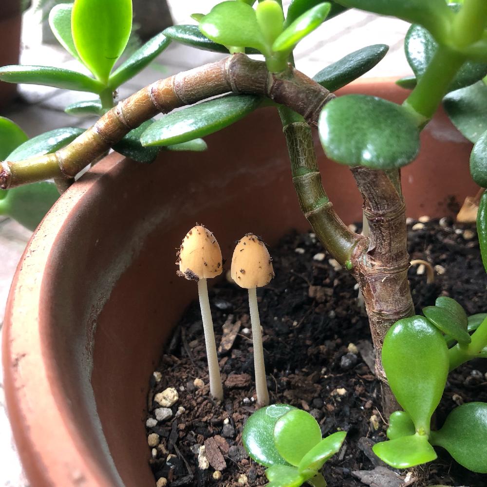 金のなる木の投稿画像 By モカママさん キノコとみどりのある暮らしとグリーンのある暮らしとgs映えとgs日和と曇りの日とキノコ生える と 100いいね と きのこ フォトコンテスト18 18月8月9日 Greensnap グリーンスナップ