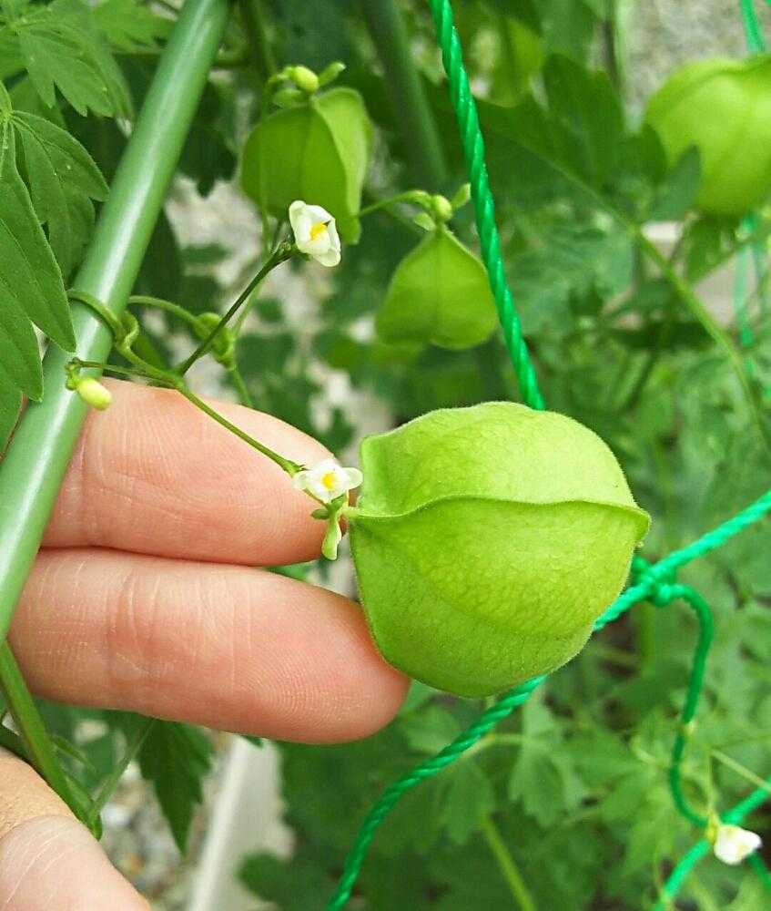 フウセンカズラの観察日記 18 7 3 8 8 Greensnap グリーンスナップ