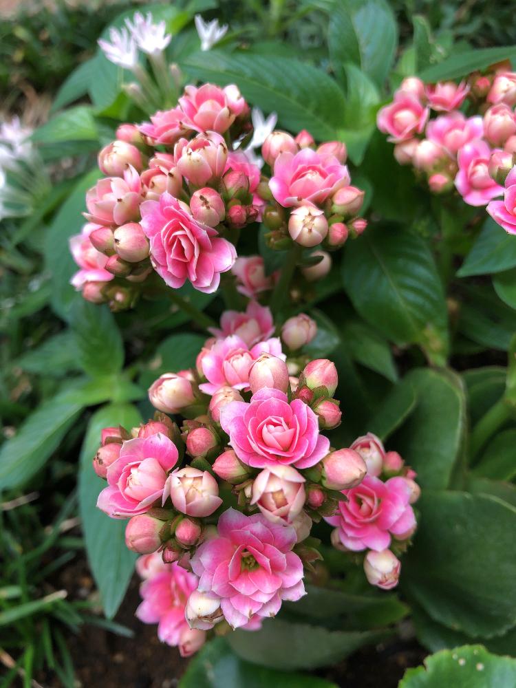 カランコエ 八重咲き の投稿画像 By ことりさん 花のある暮らしと銀座の花 18月8月9日 Greensnap グリーンスナップ