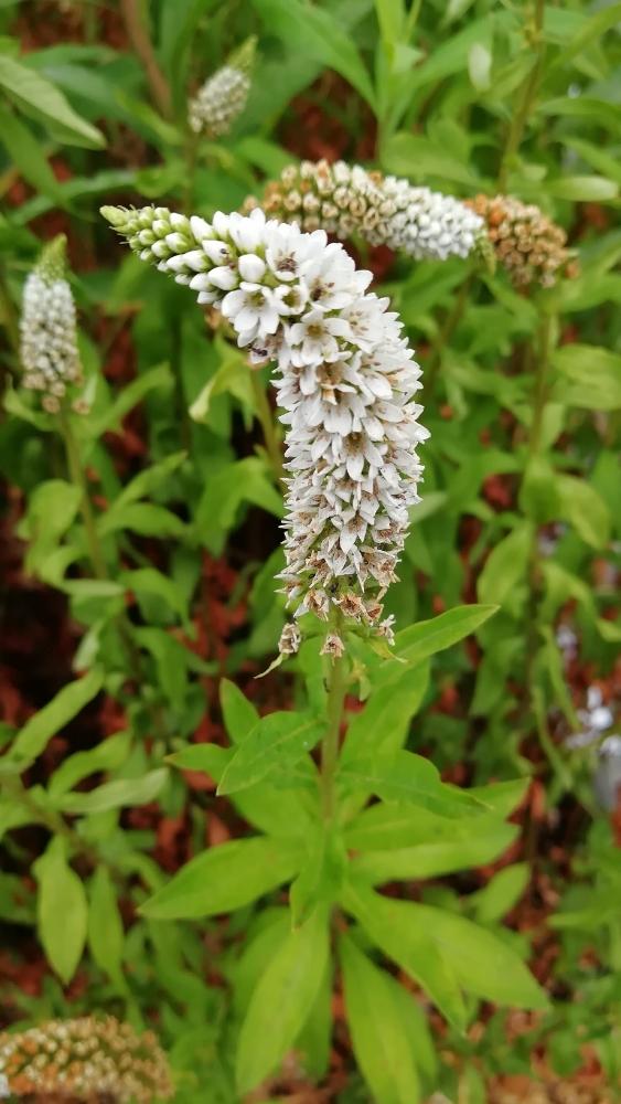 オカトラノオの投稿画像 By ぽめたんさん ベロニカ 18月8月10日 Greensnap グリーンスナップ