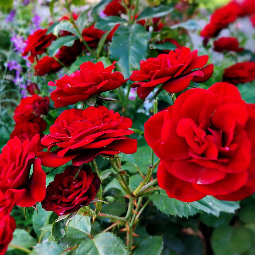 小さな庭の投稿画像 By Makoさん バラ フロリバンダと薔薇に魅せられてと赤いつるバラとバラ ラバーグルートと今日の一枚とガーデニングと花のある暮らしと薔薇 とバラ 四季咲きとバラを楽しむとバラ フロリバンダと薔薇に魅せられてと赤いつるバラとバラ ラバー