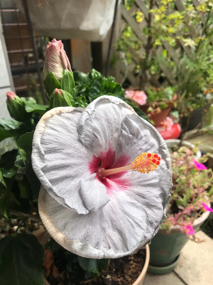 ハイビスカスデニムブルーの投稿画像 By Treeゆちこさん 伊良湖岬のハイビスカスと伊良湖岬のハイビスカス と青いハイビスカスとつぼみがたくさんと花のある暮らしと衝動買いとやっぱり花が好き とかわいい 18月8月10日 Greensnap グリーンスナップ