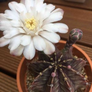 花のある暮らし,テラスの画像