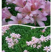 ナツズイセン,生命力,裏庭,可愛い〜♡,ピンクの花の画像