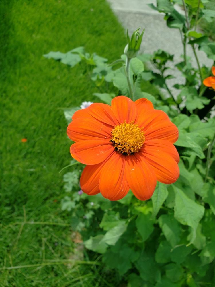 メキシコヒマワリの投稿画像 By Milkyさん 花のある暮らしと鮮やかな色とオレンジ色の花とオレンジ色 18月8月10日 Greensnap グリーンスナップ
