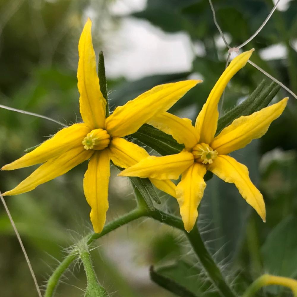 中玉トマトの花の投稿画像 By Mokoさん スマホ撮影と癒しと8月とgs映えとgs日和と黄色とタニラーと咲いたと小さい花と花のある暮らしとかわいいと 白い花と夏野菜 18月8月11日 Greensnap グリーンスナップ