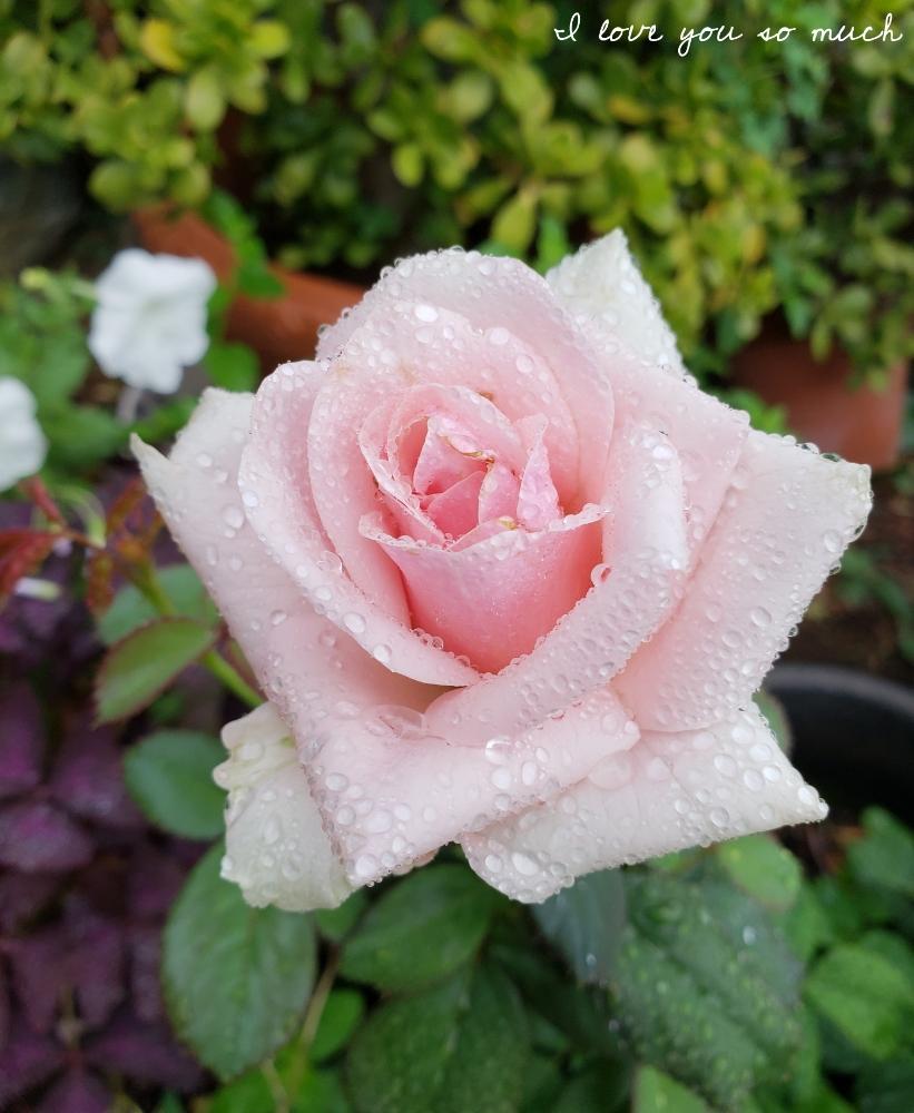 セイレーンの投稿画像 By Hanamizukiさん 涼しげとばら バラ 薔薇とピンクの花と雨に濡れてと8月の薔薇と薔薇 とバラ ミニバラ 18 月8月11日 Greensnap グリーンスナップ