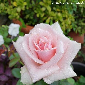 8月の薔薇の投稿画像一覧 Greensnap グリーンスナップ 8月の薔薇の投稿画像一覧 Greensnap グリーンスナップ