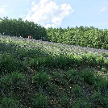 シュッとしているの投稿画像一覧 Greensnap グリーンスナップ