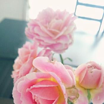 薔薇が大好きの画像 by 薫りさん | キッチンとバラ・クロードモネと薔薇が大好きとマイガーデン♡と綺麗と花のある暮らし