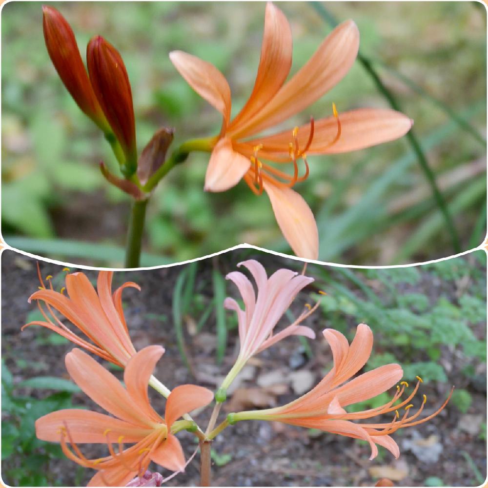 キツネノカミソリの投稿画像 By Hanaミズキさん オオキツネノカミソリと初めてみたよとヒガンバナ科と牧野記念庭園 18月8月11日 Greensnap グリーンスナップ