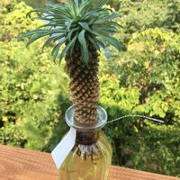 ソテツキリン,サボテン水耕栽培の画像