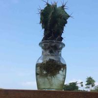 般若,サボテン水耕栽培の画像