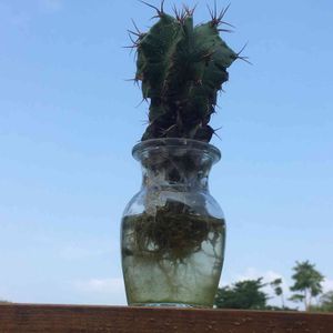 般若,サボテン水耕栽培の画像