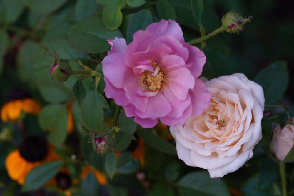 あおいの投稿画像 By あおねこさん ゆいとバラ 18月8月11日 Greensnap グリーンスナップ