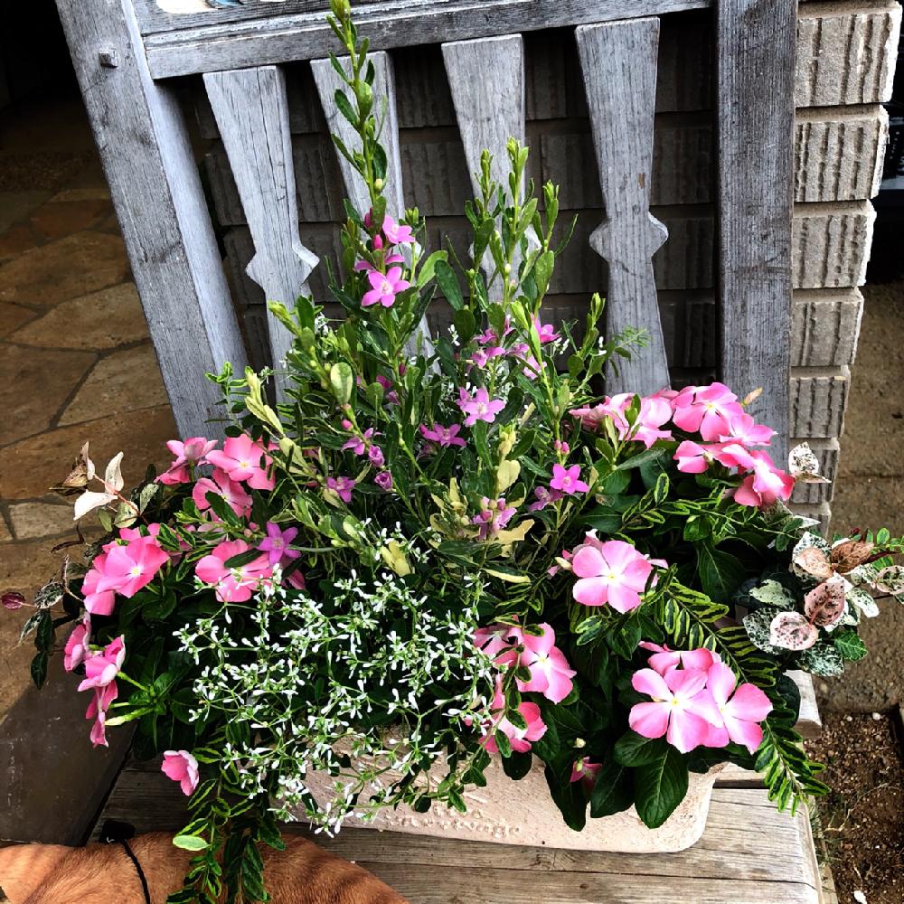 寄せ植えの投稿画像 By Kissofroseさん ガーデニングショップと夏の花とピンク ピンク 18月8月11日 Greensnap グリーンスナップ