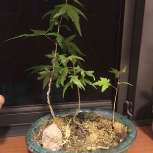 もみじ,階段/廊下の画像