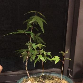 クレピドマネスの画像