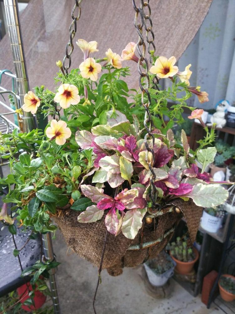 アジュガ バーガンディーグローの投稿画像 By くにちゃんさん プリンセスペチュニアと ハンギング バスケット コンテスト18と三重支部no 5と三重支部とキュンキュン乙女倶楽部と棚と ハンギングバスケット コンテスト18と三重支部no 5と三重支部とキュンキュン