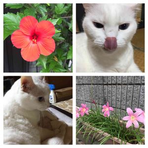 花壇,ネコのいる暮らし,小さい庭,鉢 鉢 鉢,にゃんにゃん祭り✨の画像