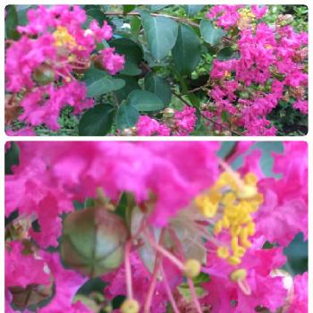 ピンクのサルスベリの画像 by toshi0111さん | 小さな庭と千葉県と今日の一枚❤とピンクのサルスベリとGS映えとGS日和とキュンキュン乙女倶楽部No154と８月の花と花のある暮らしと頑張れ♡えっこ
