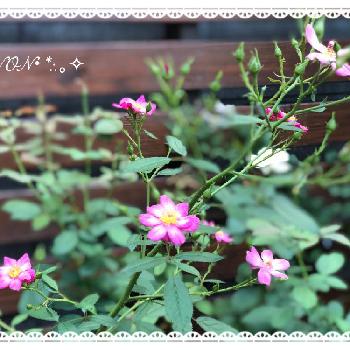 修景バラの画像 by のん☆さん | 小さな庭とバラとラベンダードリームと花のある暮らしと修景バラとバラが好きとムラサキの花