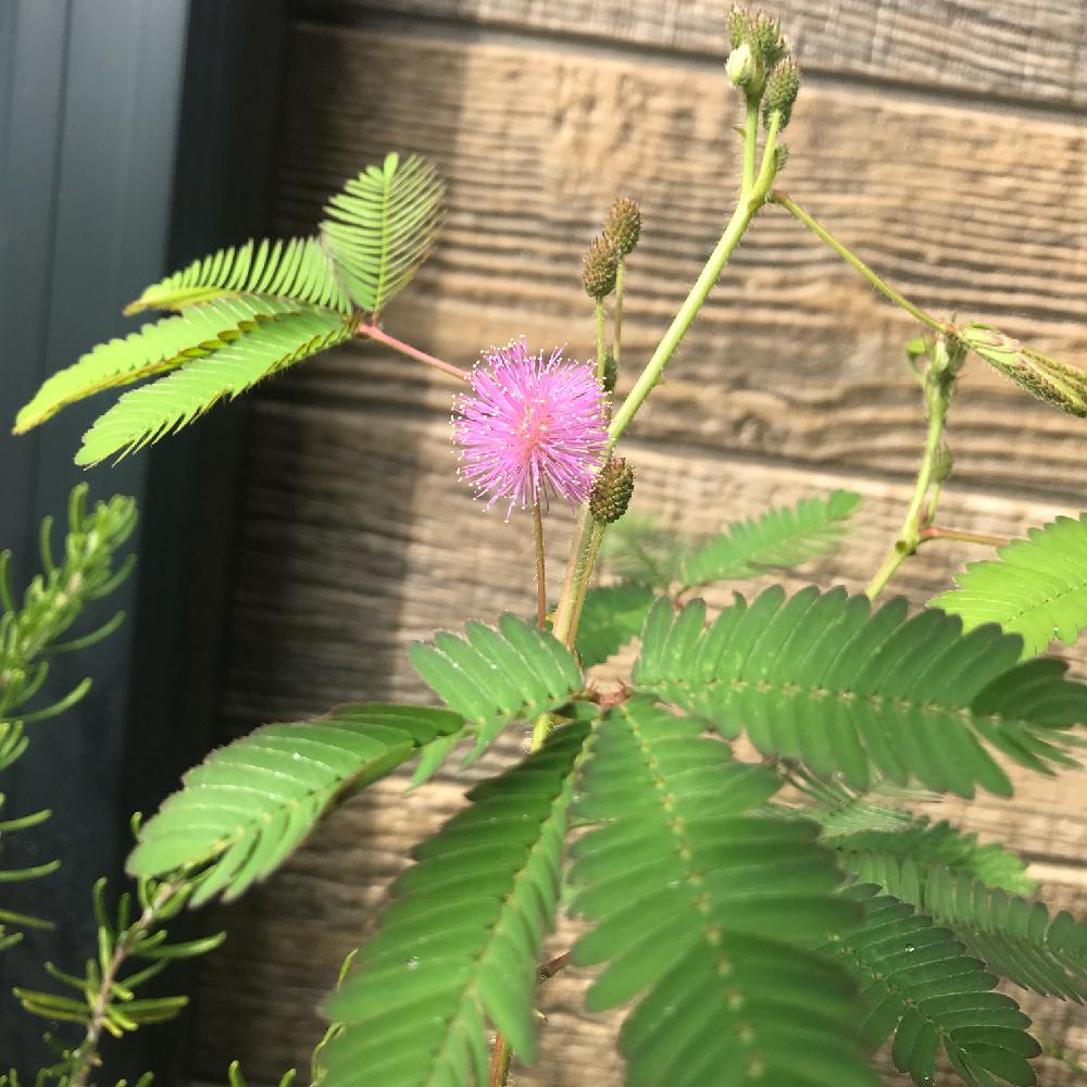 オジギソウの投稿画像 By Coppeさん 初心者ですとピンクの花と鉢植えと生命力が強いと花のある暮らしとかわいいな と咲いた 18月8月12日 Greensnap グリーンスナップ