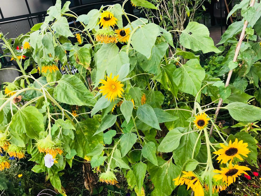 小さな庭の投稿画像 By ブルーローズさん 咲き終えた向日葵と夏のお花と夏の花と夏の植物と夏のガーデンと相談と花のある暮らしと咲き終えた向日葵と夏のお花と夏の花と夏の植物と夏のガーデンと相談と花のある暮らし 18月8月12日 Greensnap グリーンスナップ