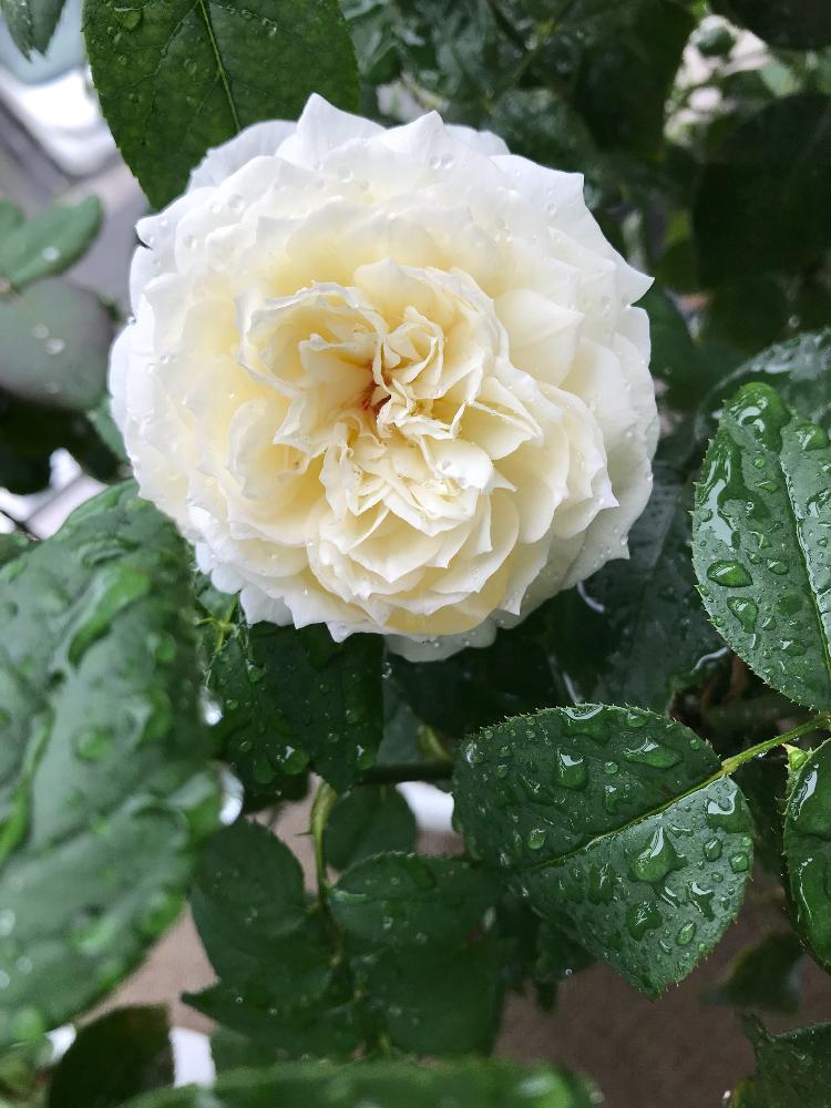 バラ ボレロの投稿画像 By Wataru3さん 薔薇の虜 と薔薇 と薔薇 と薔薇愛同盟とボレロバラとボレロ バラと薔薇のある暮らし とバラボレロと白い 薔薇ボレロと薔薇たちと薔薇が素敵とボレロ と薔薇 とばら 薔薇 バラとバラ薔薇ばらら と薔薇の花とボレロ 薔薇