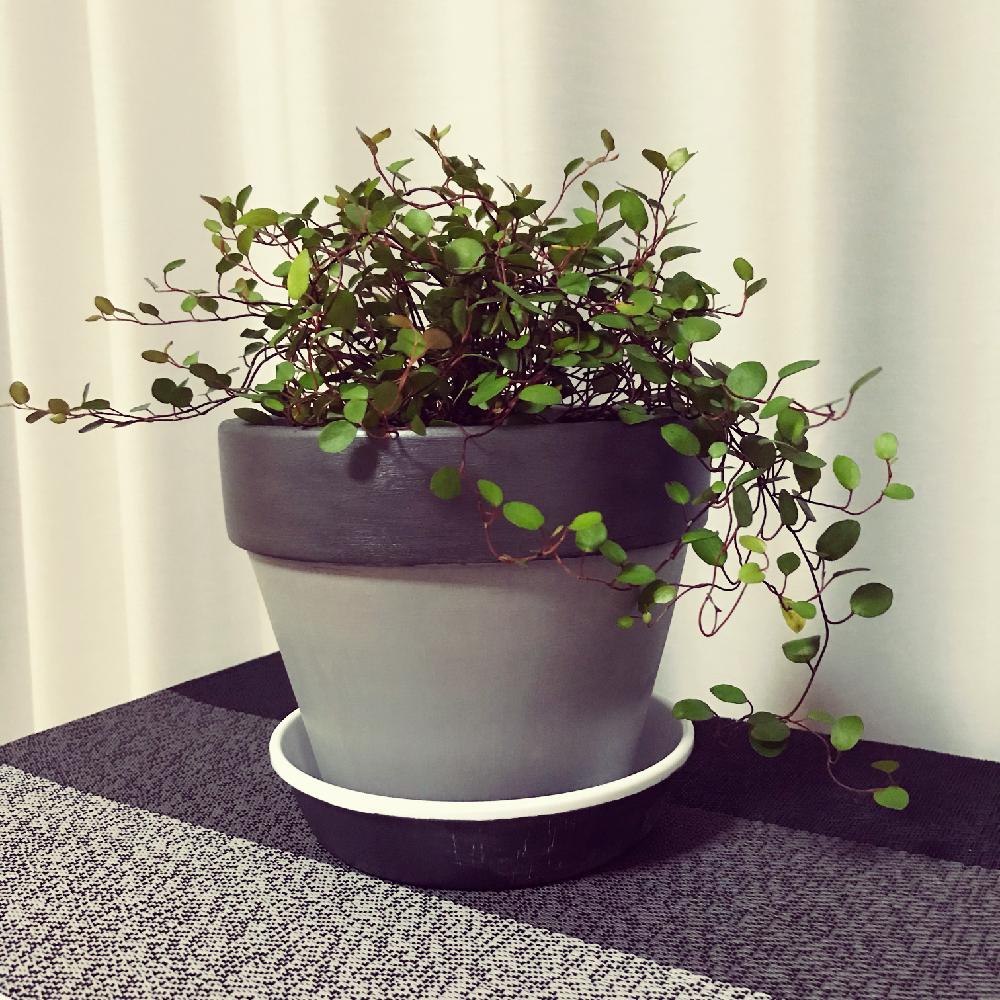 ワイヤープランツの投稿画像 By なおみさん 窓辺と観葉植物とダイソー鉢とgs映えとつる性植物とかわいいな と癒しのひと時とグリーンと観葉植物 とダイソー鉢とgs映えとつる性植物とかわいいな と癒しのひと時とグリーン 18月8月12日 Greensnap グリーン