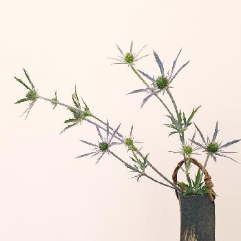 和のうつわの画像 by マキアートさん | インテリアとエリンジュームとアーティスティックと投げ入れと自然美とお花のある暮らしと和のうつわと切り花