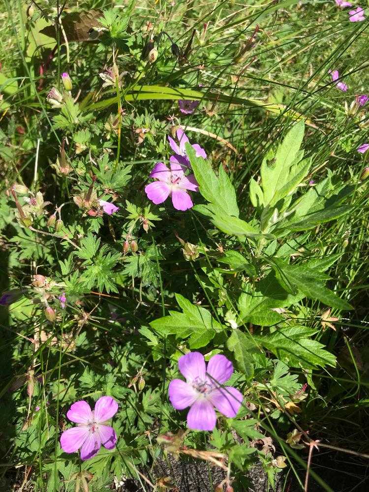 美ヶ原高原美術館の草花たち Greensnap グリーンスナップ