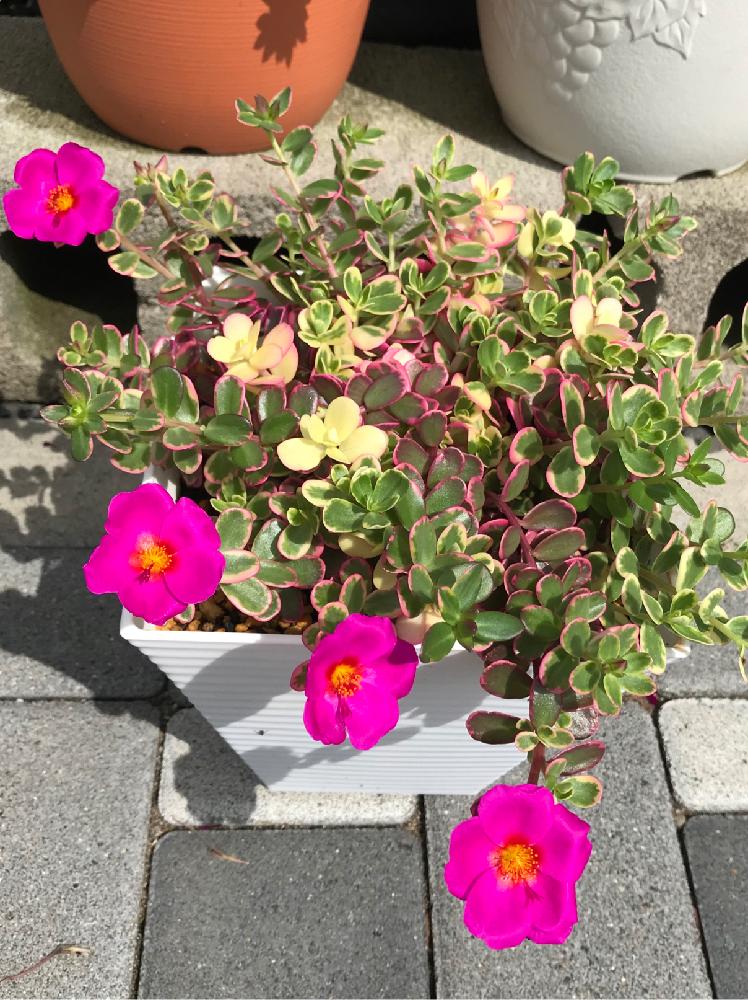 ポーチュラカの投稿画像 By のえるママさん ポーチュラカ 華ミステリア 18月8月12日 Greensnap グリーンスナップ