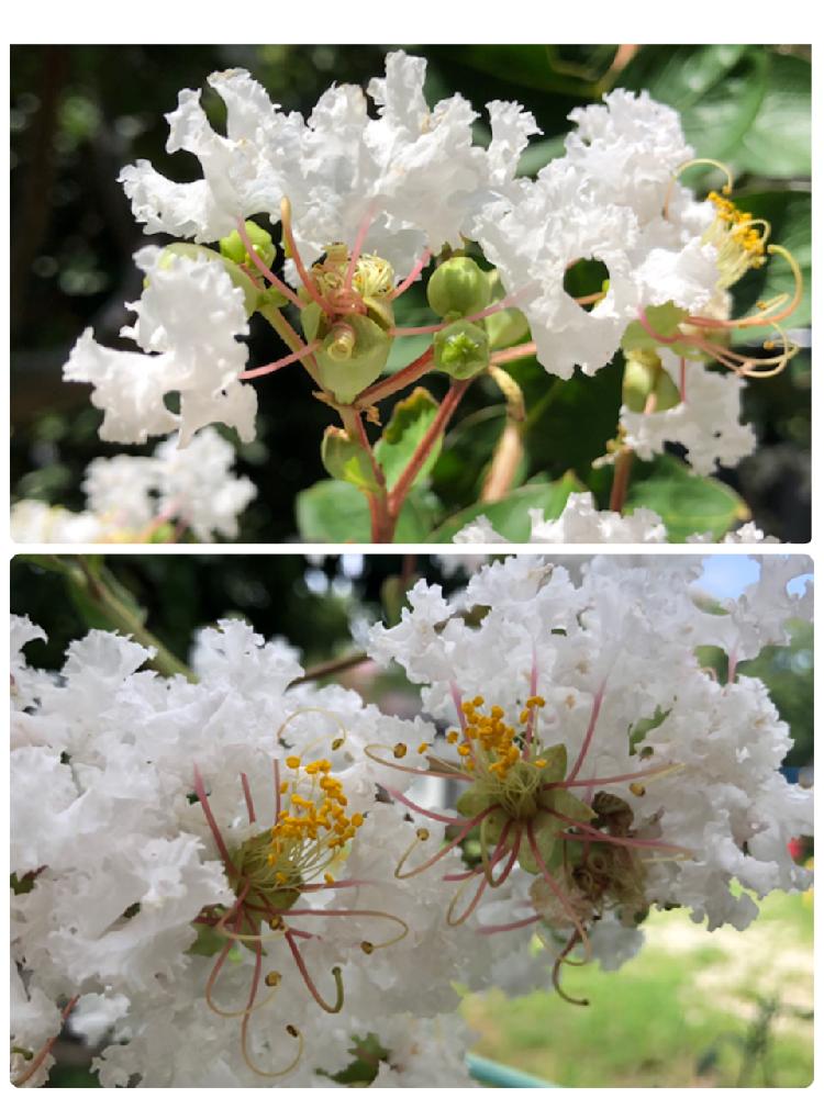 サルスベリの投稿画像 By 和さん 百日紅 サルスベリ と小さな庭とさいた と夏の花と花のある暮らしとかわいいと白い花とサルスベリ の花とさいた と夏の花と花のある暮らしとかわいいと白い花とサルスベリの花 18月8月12日 Greensnap グリーンスナップ
