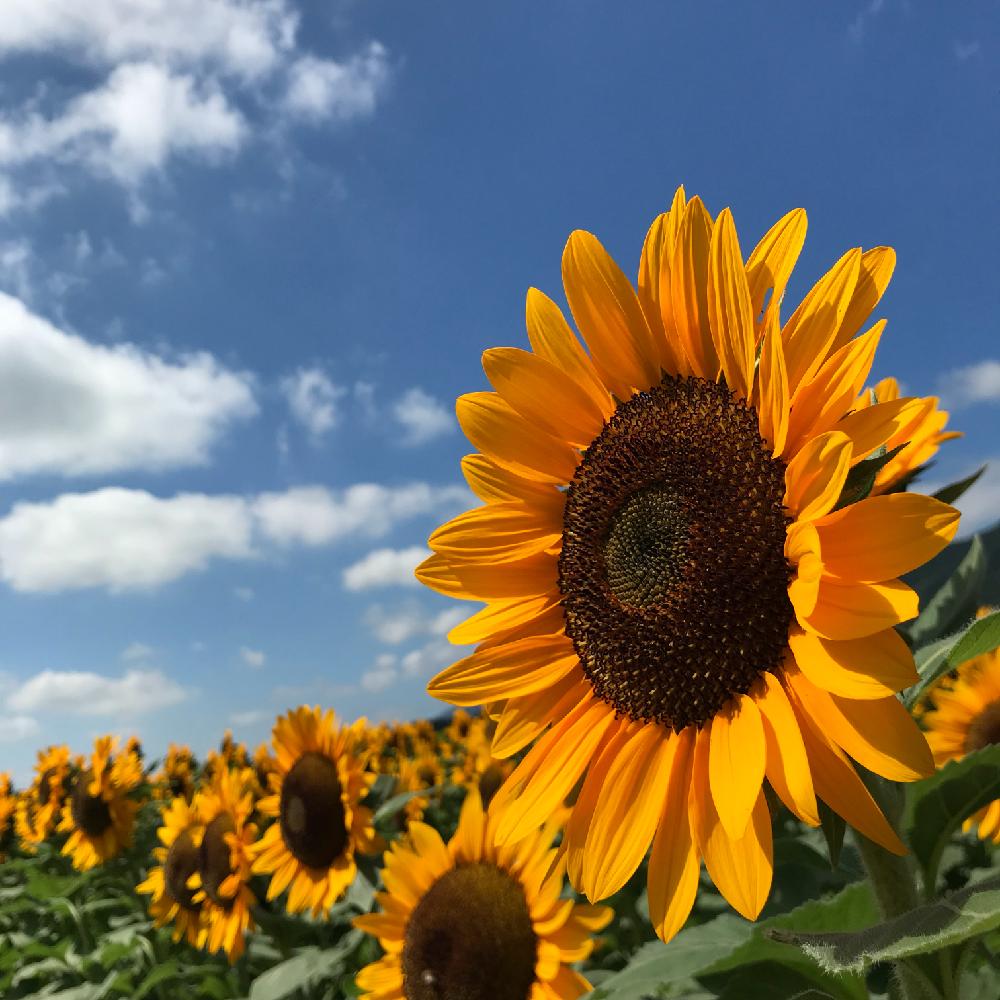 ひまわり畑の投稿画像 By ゆみこさんさん ヒマワリとボタニカルスポット18夏と サンリッチひまわり 18 コンテストとgs日和ときいろいお花と上堰潟公園とiphone撮影 18月8月12日 Greensnap グリーンスナップ