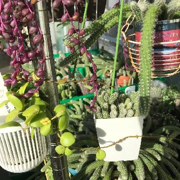 ホヤ ヘウスケリアナイエロー 花座有 抜き苗 Aventurasport Cl ホヤ ヘウスケリアナイエロー 花座有 抜き苗 Aventurasport Cl