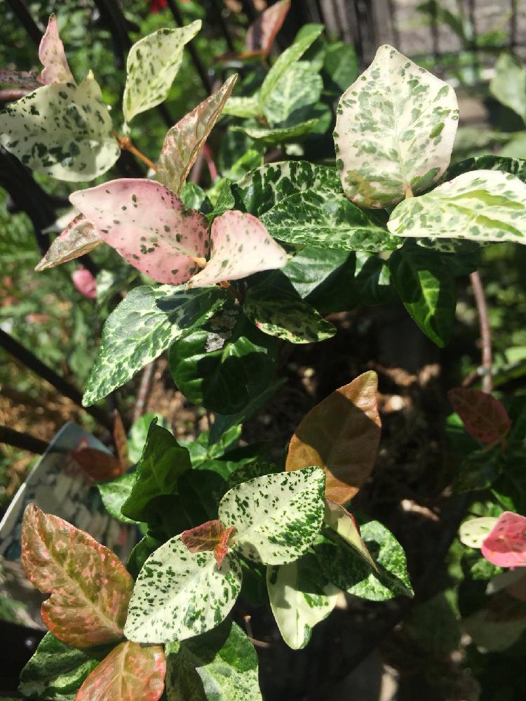 ハツユキカズラの投稿画像 By もす子さん ガーデニングと放置栽培とマイコレクションとワサワサ 18月8月13日 Greensnap グリーンスナップ