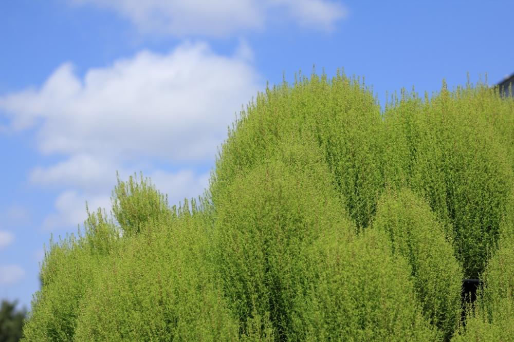 コキアの投稿画像 By Takosyaさん 過去picと平塚花菜ガーデンとコキア ほうき草 とファインダー越しの私の世界とお写んぽと花初心者と神奈川 県と青空の下と青空と神奈川の風景 18月8月13日 Greensnap グリーンスナップ