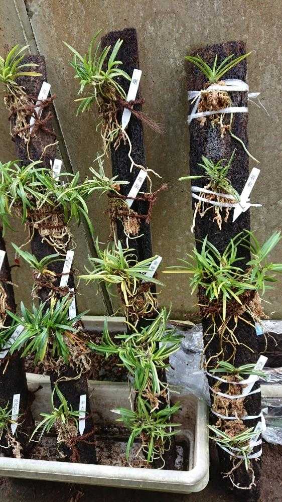 富貴蘭 三光錦大株立ち 組み合わせヘゴ鉢植え 京楽錦鉢の長生蘭 富貴の光など | 和歌蘭さんぺいの独り言