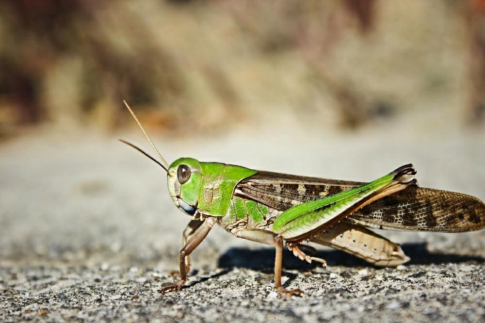 猛暑に負けないの投稿画像 By Otoさん トノサマバッタ と暑い季節と野の舞台とバッタ仲間 18月8月13日 Greensnap グリーンスナップ