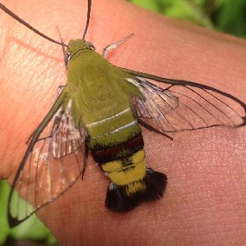 オオスカシバの投稿画像一覧 Greensnap グリーンスナップ