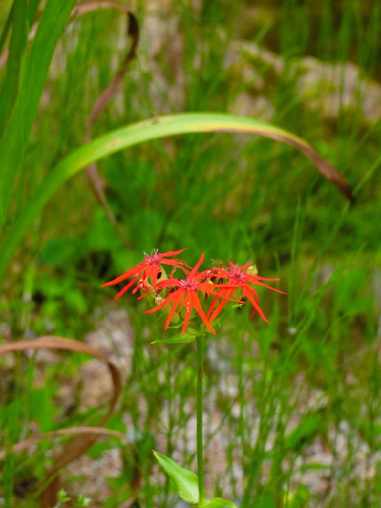 エンビセンノウの投稿画像 By Norinoriさん 六甲高山植物園と山野草と赤い花と珍しい花 と高山植物 とお出かけ先と高山植物類と六甲高山植物園と山野草と赤い花と珍しい花と高山植物 と高山植物類 18月8月13日 Greensnap グリーンスナップ Greensnap